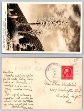 RPPC California Yucca Postcard Camp Baldy Mountain Landscape AUG 15 1920s picture