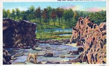 Barless Lion Den Mesker Park Zoo Evansville IN Posted Vintage Linen Post Card picture