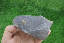Cyclopyge Trilobite Fossil Ordovician Morocco Rare Specimen  picture