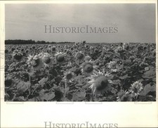 1984 Press Photo Sunflowers found along Highway C in Granton, N. of Pioneer Rd picture