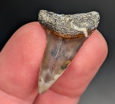 Gorgeous Colorful Mako Shark Tooth Patterned South Carolina Genuine Fossil  picture
