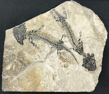 Pair of Discosauriscus Pulcherrimus, Czech Republic picture