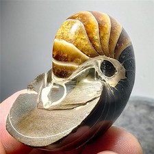 38g Natural polishing Ammonite crystal specimens 32 picture