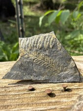 Large Fern Fossil Specimen- Natural 3.8” Fern Leaves Double Shale Impressions picture