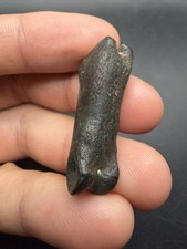 ICE AGE MAMMAL TOE BONE PHALANX BONE NORTH FLORIDA picture