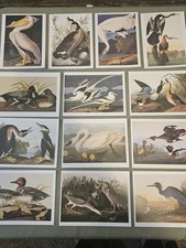 Audubon Birds Of America Postcards Waterfowl Duck Crane Heron Swan Pelican More picture
