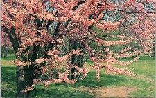 Postcard - tree  Redbud - Cercis canadensis picture
