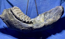 Stegodon Jaw Fossil, Lower Jaw, Indonesia Ice Age picture