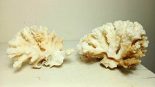 Vintage Natural White Coral Cluster Set of 2 picture