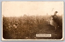 c1911 Found In Our Cornfield Hunter Giant Prairie Chickens Photo Art Shop RPPC picture
