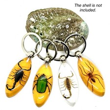 Real Insects in Resin Specimen Key Chains Ornament Collection 4 pcs picture