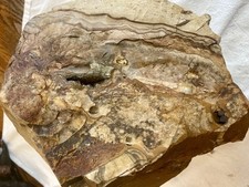 17.86 lb Biggs Picture Jasper  Lapidary Rough from Biggs, Oregon picture
