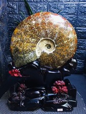 17.42LB Natural ammonite fossil conch Crystal specimen Reiki healing decor+Stand picture