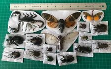 15 Real Beetle Insects Bugs Dried Moth Dead Taxidermy Butterflies Oddities Decor picture
