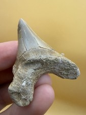 Deformed Otodus Obliquus Shark Tooth Fossil 1.96” Morocco  picture