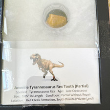 Juvenile Tyrannosaurus Rex Partial Tooth Fossil 1.05