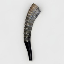 Blesbok Horn Shofar Rare 10”-15” New KOSHER Made  From USA picture