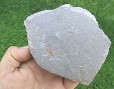Cyclopyge Trilobite Fossil Rare Ordovician Specimen from Morocco 485 Million Yrs picture