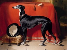 Black & White Greyhound Regal Dog by Landseer 1841 - Photo Image 5 x 7 in picture