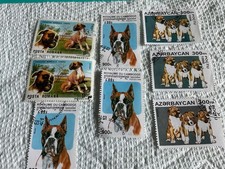 BOXER DOG picture
