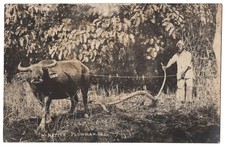 1920 Philippines REAL PHOTO Filipino Farmer & Water Buffalo Drawn Plow, Postcard picture
