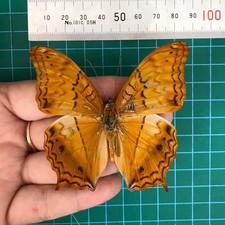 Dried Orange Butterfly Taxidermy 4Pcs Spread Wings Real Specimens Study Project picture