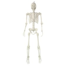5 Ft White Faux Skeleton Halloween Decoration Posable Indoor Outdoor picture