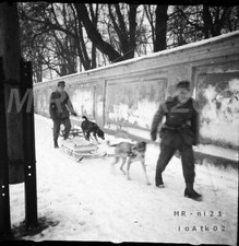 Photo negative, Pz.Pi.Btl.51, use of sled dogs, winter '41/42, 5026-995/19 picture