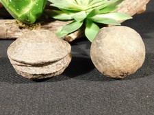 Larger MOQUI Marble / Shaman Stone PAIR 100% Natural Utah 191gr picture