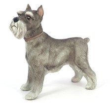 Boehm Schnauzer dog 5