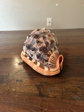 Large Conch Seashell Bullmouth Helmet Gorgeous Color 5.5” x 3.5” x 3.5” picture