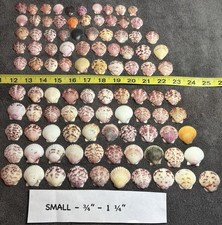 100 Sanibel Island Scallop Sea Shells  Small Size 3/4”-1/1/4”. picture