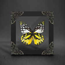 Real Yellow Butterfly Specimen Floating Frame Entomology Display Collector Gift picture