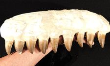 HUGE Mosasaurus JAW Bone Fossil with NINE TOOTH Fossils Morocco 1747gr picture