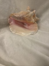Large Natural Queen Helmet Conch Seashell – Beautiful Coastal Nautical Deco picture