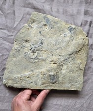 Very Rare Trilobite Fossil Sea Floor Plate Pennsylvania Isotelus & Cryptolithus picture
