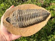 RARE Fossil Trilobite Pradoella tazzarinensis Ordovician Morocco Bug in Matrix picture