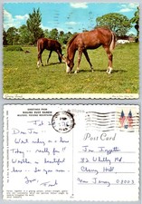 Continental Grazing Friends Horses Malibu Dude Ranch Milford Pocono Postcard picture
