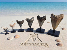 Xtra Xtra Large (XXL) Apexdagger Black Megalodon Shark Tooth Display Stand. picture