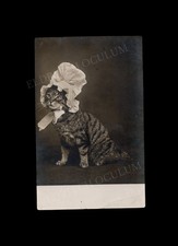 Cat Wearing a Bonnet, real-photo postcard c. 1910 Unusual Surreal Animal Clothes picture