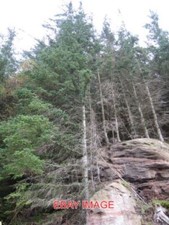 PHOTO  TREES AND ROCKS VERY TALL TREES VERY SHALLOW ROOTS 2007 picture