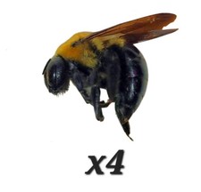 4 Real Carpenter Bees Male An Female Insect Entomology  picture