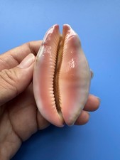 71.1mm | Cypraea mappa |F+++ | Rostrated | Candle base | Nice pattern | RARE picture