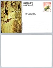 SWA South West Africa Steenbok Antelope SATOUR Postcard 1970s Wildlife Namibia picture