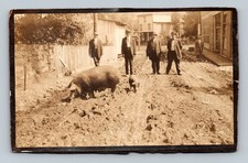 Antique RPPC Double Photo Men Pigs Survey Crew Logging Camp Oddity As Is picture