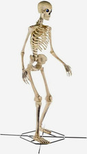 12 ft Life-Size Poseable Skeleton Halloween Prop w/ Stand, Plastic Beige picture