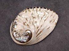 Polished White Abalone Midas Seashell Haliotis Midae (1 shell approx. 4+ inches) picture