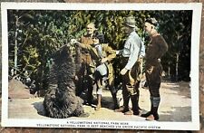 Yellowstone National Park Bear, Union Pacific Railroad System Pictoral Postcard picture