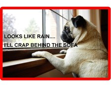 Funny Pug  dog refrigerator magnet 3 1/2 X 4  1/2  