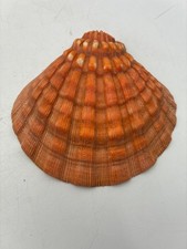 Beautiful~Large~5.25 Inch~Lion's Paw Shell~Scallop Shell~Natural Seashell~Purple picture